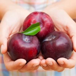 Methley Plum Tree -Garden Plant Store Methley Plum 4 4ec34c93 142f 4450 8af1 feb06f93c049