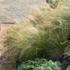 Mexican Feather Grass -Garden Plant Store Mexican Feather Grass 2 FGT