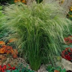 Mexican Feather Grass -Garden Plant Store Mexican Feather Grass 5