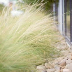 Mexican Feather Grass -Garden Plant Store Mexican Feather Grass 6