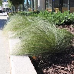 Mexican Feather Grass -Garden Plant Store Mexican Feather Grass 7 FGT