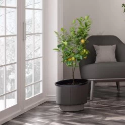 Meyer Lemon Tree - USDA Organic -Garden Plant Store Meyer Lemon Tree 3 FGT b7562976 3142 4944 868e f1282fe437b5