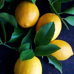 Meyer Lemon Tree - USDA Organic -Garden Plant Store Meyer Lemon Tree 4 FGT 86c355b1 1806 432f bbab b2cdc2387094