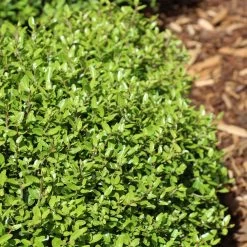 Micron® Holly Shrub -Garden Plant Store Micron Holly 4 FGT