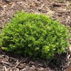 Micron® Holly Shrub -Garden Plant Store Micron Holly 8 FGT