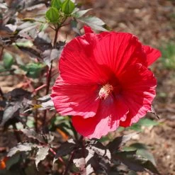 Midnight Marvel Hardy Hibiscus -Garden Plant Store Midnight Marvel Hibiscus 6