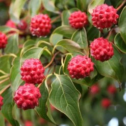 Milky Way Chinese Dogwood Tree 9 Milky Way Chinese Dogwood Tree -Garden Plant Store Milky Way Select 1