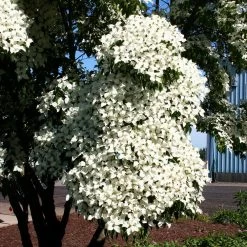 Milky Way Chinese Dogwood Tree 10 Milky Way Chinese Dogwood Tree -Garden Plant Store Milky Way Select 3