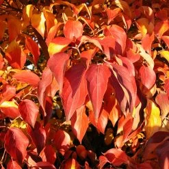 Milky Way Chinese Dogwood Tree 11 Milky Way Chinese Dogwood Tree -Garden Plant Store Milky Way Select 4