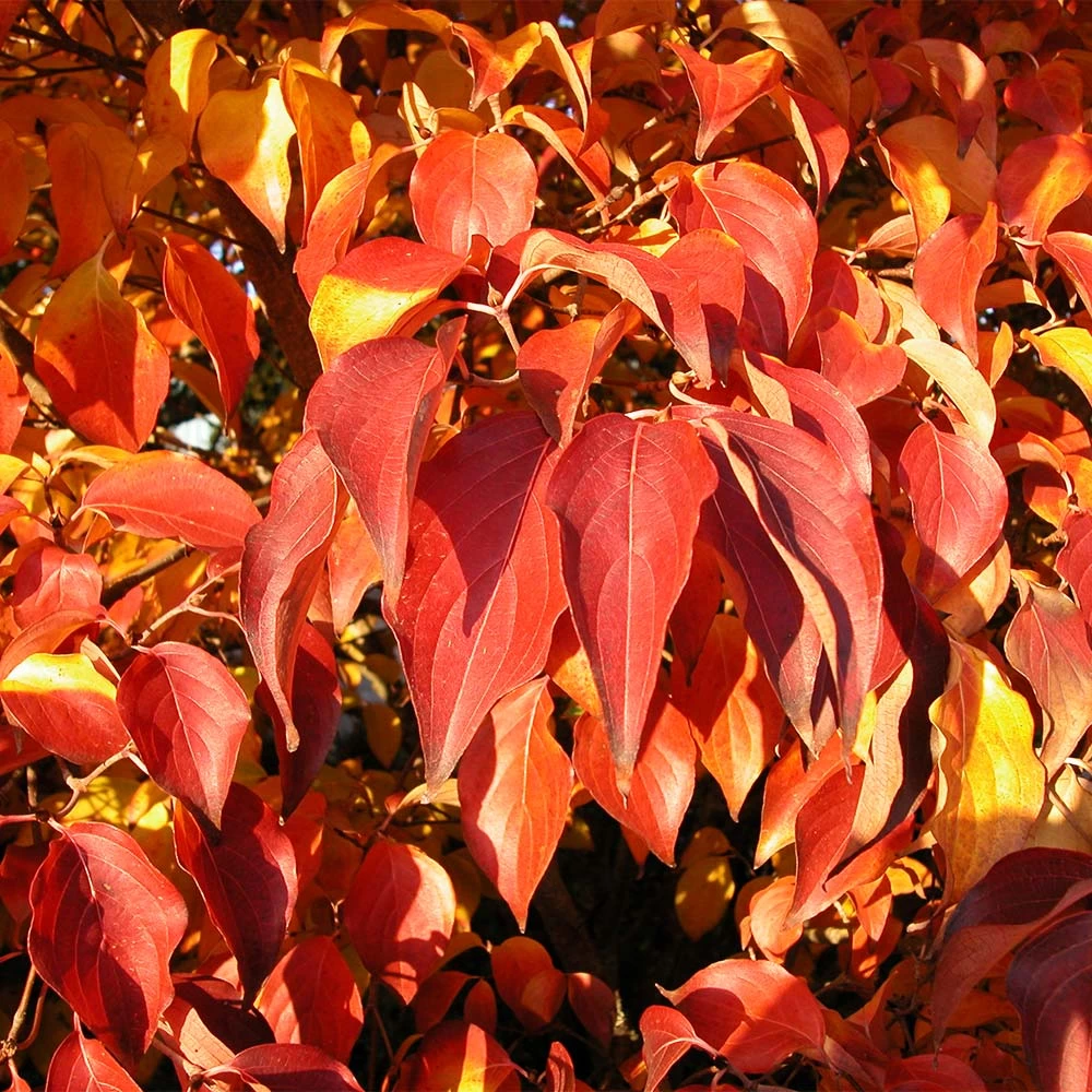 Milky Way Chinese Dogwood Tree 7 Milky Way Chinese Dogwood Tree - Image 5