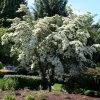 Milky Way Chinese Dogwood Tree -Garden Plant Store Milky Way Select 600x600 a2964b34 a1f1 43e5 b72b 5e33597c3e78