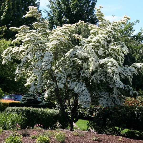 Milky Way Chinese Dogwood Tree 3 Milky Way Chinese Dogwood Tree