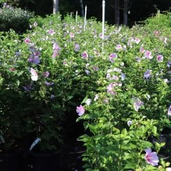 Minerva Rose Of Sharon Althea Shrub -Garden Plant Store Minerva Rose of Sharon 1