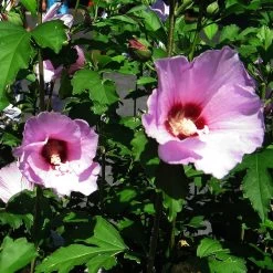 Minerva Rose Of Sharon Althea Shrub -Garden Plant Store Minerva Rose of Sharon 2