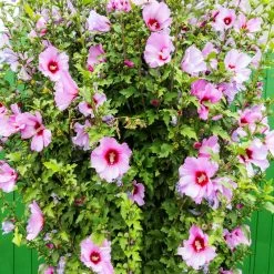 Minerva Rose Of Sharon Althea Shrub -Garden Plant Store Minerva Rose of Sharon 3