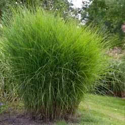 Miscanthus Gracillimus (Maiden Grass) 10 Miscanthus Gracillimus (Maiden Grass) -Garden Plant Store Miscanthus Gracillimus Maiden Grass 1
