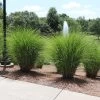 Miscanthus Gracillimus (Maiden Grass) -Garden Plant Store Miscanthus Gracillimus Maiden Grass fgt 600x600 404029e9 7938 4e15 81a4 5e1ed1f40f79