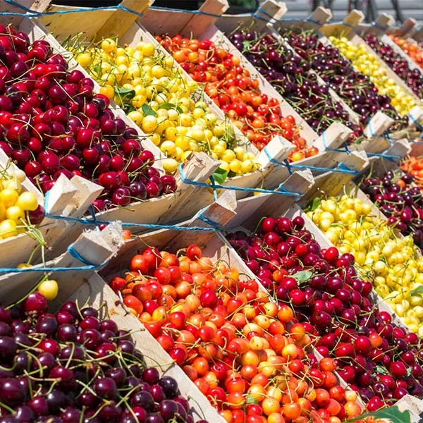 4-in-1 Cherry Tree 3 4-in-1 Cherry Tree