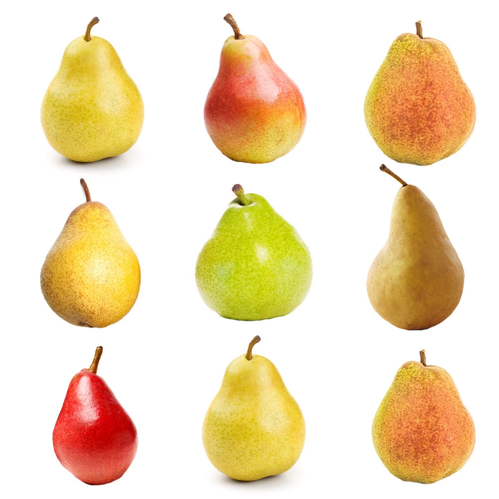 5-in-1 Pear Tree 4 5-in-1 Pear Tree - Image 2