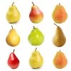 3-in-1 Pear Tree -Garden Plant Store Multifruit Pear 600x600 c569229c edfb 40ee 81c9 4b34ecffe63b