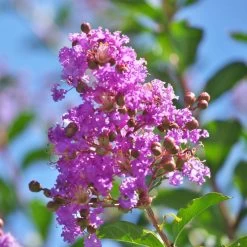 Muskogee Crape Myrtle Tree 10 Muskogee Crape Myrtle Tree -Garden Plant Store Muskogee Crape Myrtle 5 FGT bb6f4d83 d04e 445f ade4 c5d186873e1d