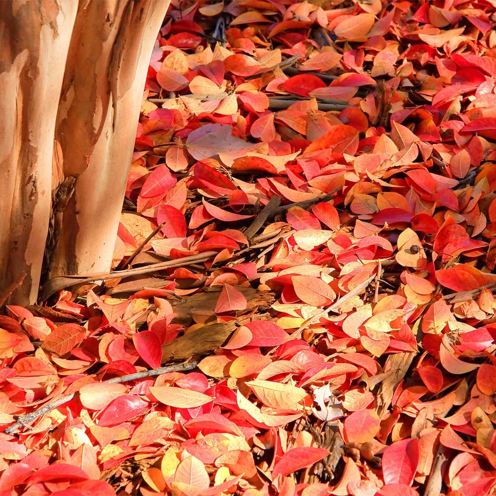 Muskogee Crape Myrtle Tree 8 Muskogee Crape Myrtle Tree - Image 6