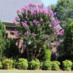 Muskogee Crape Myrtle Tree 11 Muskogee Crape Myrtle Tree -Garden Plant Store Muskogee Crape Myrtle 7 FGT d77b012e c3a0 40e7 befc 3a254e7c76a6