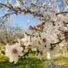 NE Plus Almond Tree -Garden Plant Store NE Plus Almond 2