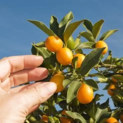 Nagami Kumquat Tree -Garden Plant Store Nagami Kumquat 1 FGT 53154ba8 d115 4c13 bdd7 2e152c12e263