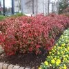 Fire Power Nandina Shrub -Garden Plant Store Nandina Firepower FGT 600x600 1cb8a9da 1064 4337 8dde 369891757fd3