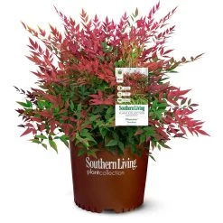 Obsession™ Nandina Shrub -Garden Plant Store Nandina Obsession 4