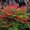 Obsession™ Nandina Shrub -Garden Plant Store Nandina Obsession 600x600 c45e77d2 7610 49fc ba9e 49d5ba4811ac