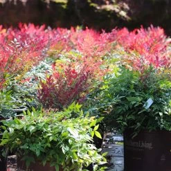 Obsession™ Nandina Shrub -Garden Plant Store Nandina Obsession 7 FGT
