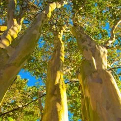 Natchez Crape Myrtle Tree -Garden Plant Store Natchez Crape Myrtle