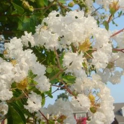 Natchez Crape Myrtle Tree -Garden Plant Store Natchez Crape Myrtle 7 FGT