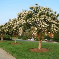 Natchez Crape Myrtle Tree -Garden Plant Store Natchez Crape Myrtle 8 FGT