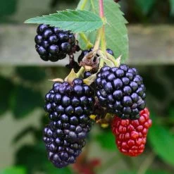 Navaho Blackberry 9 Navaho Blackberry -Garden Plant Store Navaho Blackberry 5