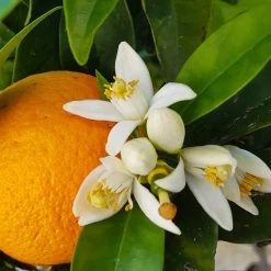 Navel Orange Tree - USDA Organic 10 Navel Orange Tree - USDA Organic -Garden Plant Store Navel Orange 4 8a86aad7 97b4 4006 b1b3 5eec7b5da47f