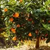 Navel Orange Tree - USDA Organic -Garden Plant Store Navel Orange FGT 600x600 282a6b72 5524 4c0e be53 86a591cdf334