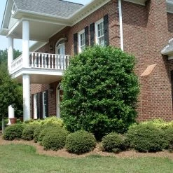 Nellie Stevens Holly -Garden Plant Store Nellie Stevens Holly 4 FGT