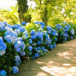 Nikko Blue Hydrangea -Garden Plant Store Nikko Blue Hydrangea 1 FGT