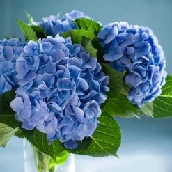 Nikko Blue Hydrangea -Garden Plant Store Nikko Blue Hydrangea 2 FGT