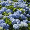 Nikko Blue Hydrangea -Garden Plant Store Nikko Blue Hydrangea FGT 600x600 6900873b 2306 471d 9456 2b382bfd0b17