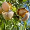 Nonpareil Almond Tree -Garden Plant Store Nonpareil Almonds FGT 600x600 641a2247 55f9 4ec0 8582 2c6c6be223c4
