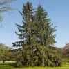 Norway Spruce Tree -Garden Plant Store Norway Spruce 600x600 FGT