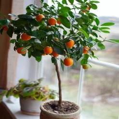 Nules Clementine Tree -Garden Plant Store Nules Clementine 2 FGT c092ce2d a906 45fb 86fe 704ce2a65d74