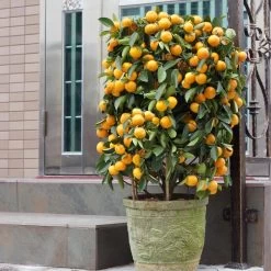 Nules Clementine Bush 9 Nules Clementine Bush -Garden Plant Store Nules Clementine bush 2