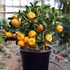 Nules Clementine Bush -Garden Plant Store Nules Clementine bush 600x600 9069d3d3 0a54 4b6e baab 769fd4a1c8f4