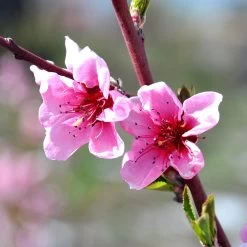 Indian Free White Peach Tree 11 Indian Free White Peach Tree -Garden Plant Store OHenry Peach 1 a8c9af02 394c 42ec 8c32 10aa2bbdcc4b