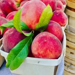 O'Henry Peach Tree -Garden Plant Store OHenry Peach 3